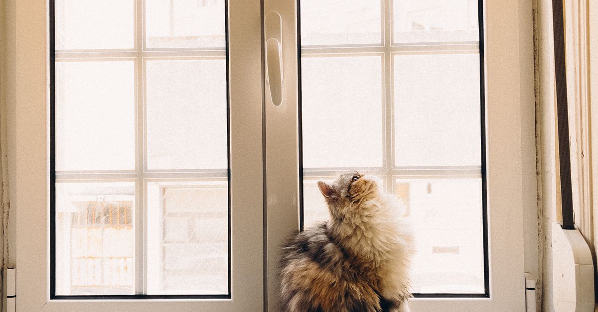Solutions for Rotting Window Frames in Double Glazed Systems
